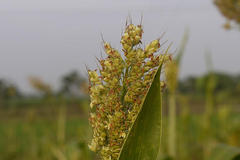 Sorghum bicolor